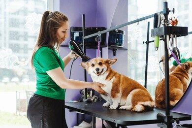 animal-groomer-woman-drying-fur-260nw-2474348775