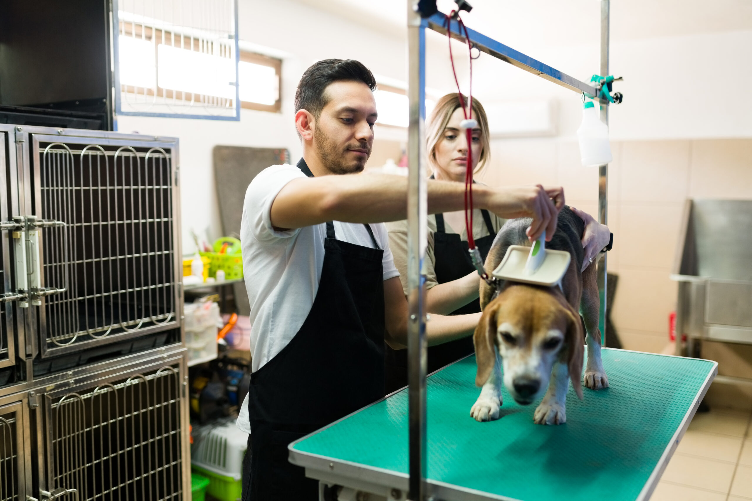 Attractive young man and woman working on brushing the fur of a beautiful beagle dog at the pet salon. Caucasian and latin workers grooming a cute dog