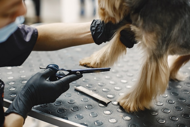 haircuting-process-small-dog-sits-table-dog-with-professional_1157-48810