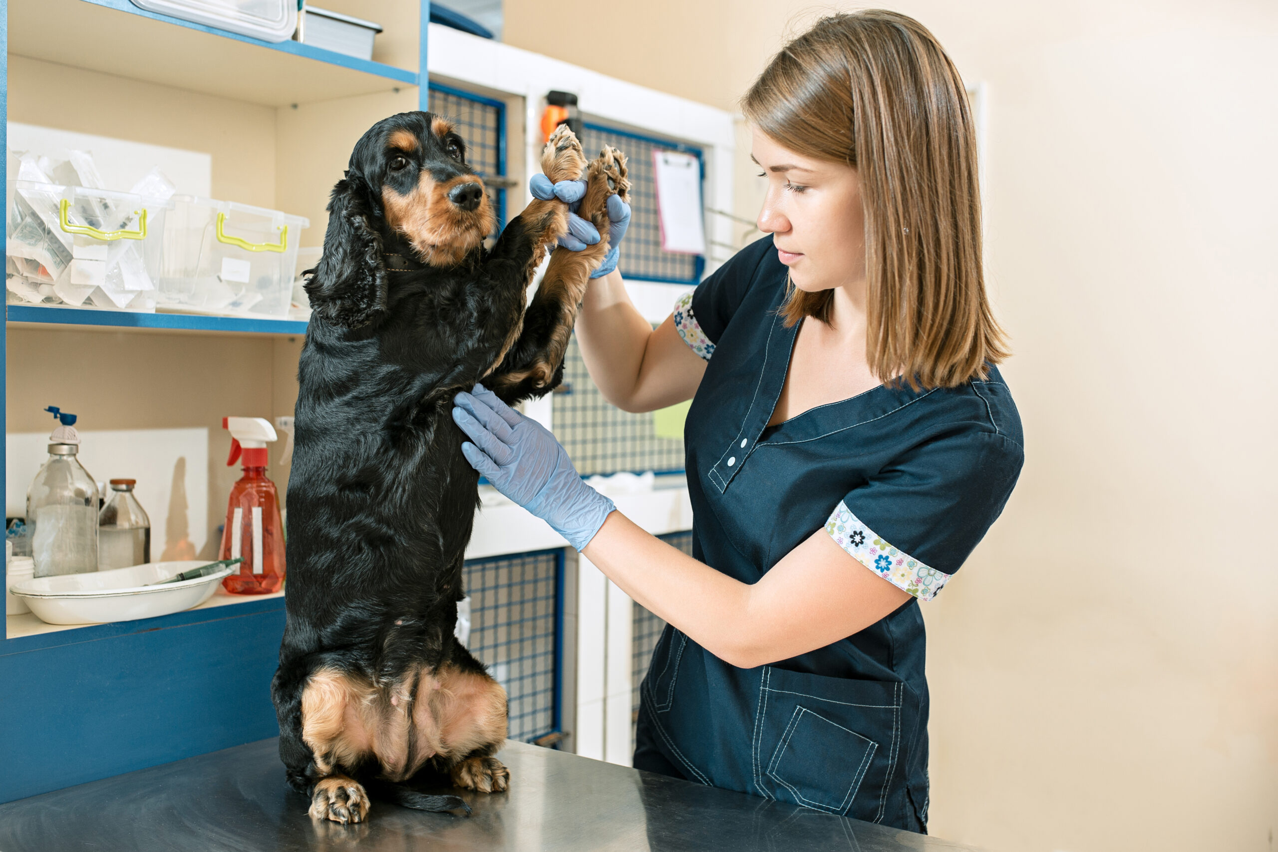 The medicine, pet care and love to animals concept. The dog and veterinarian doctor at vet clinic