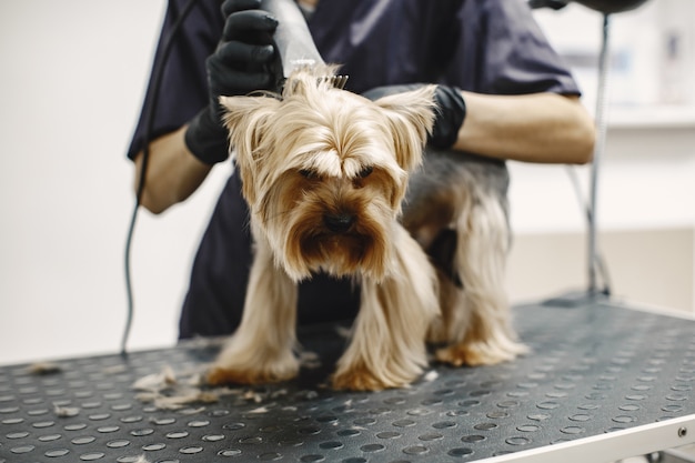 shaving-process-small-dog-sits-table-dog-shaved-by-professional_1157-48808