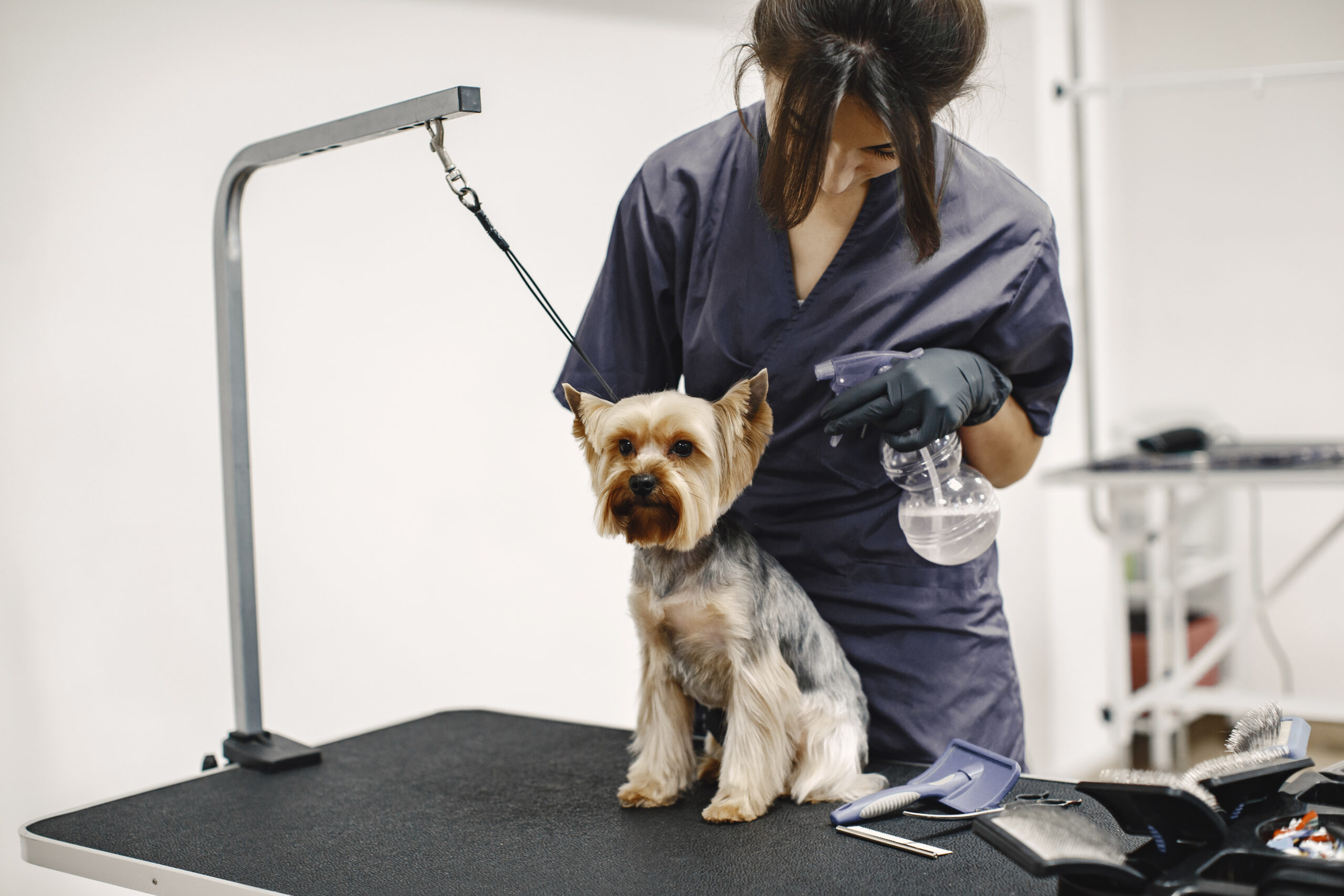 Washing process. Small dog sits on the table. Dog spaying by a professional.