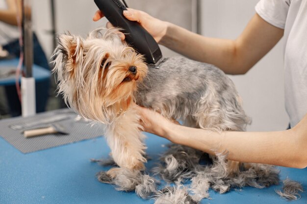 yorkshire-terrier-getting-procedure-groomer-salon-young-woman-white-tshirt-trimming-little-dog-yorkshire-terrier-puppy-getting-haircut-with-shaving-machine_1157-51387